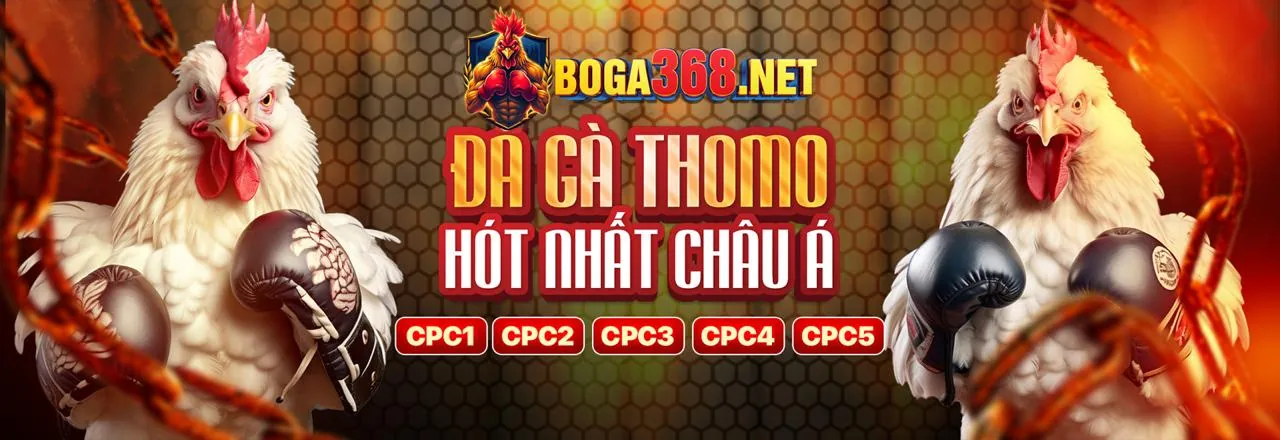 Đá gà Thomo mới nhất tại trường gà Campuchia